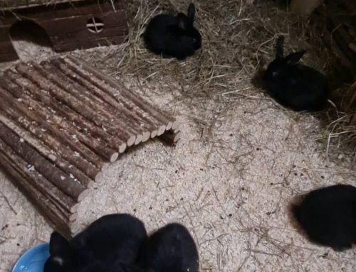 Kaninchenbande