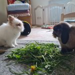Kaninchen Willie und Anton