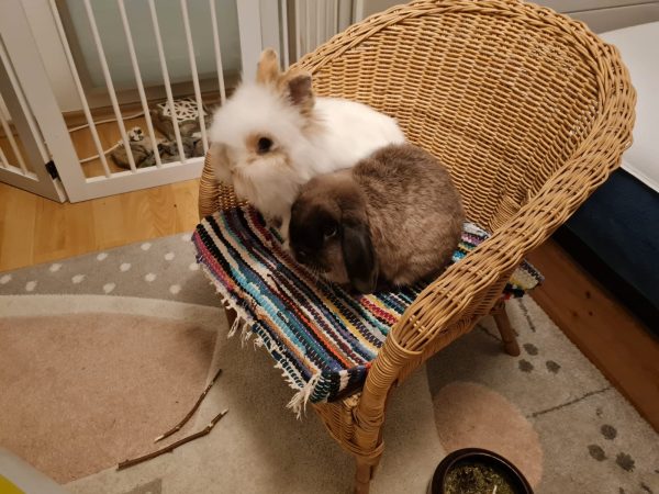 Kaninchen Willie und Anton