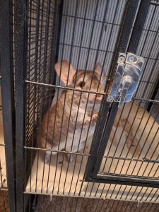 Chinchilla Viererbande