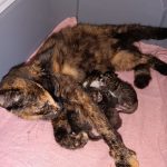 Momo mit ihren 4 Babies