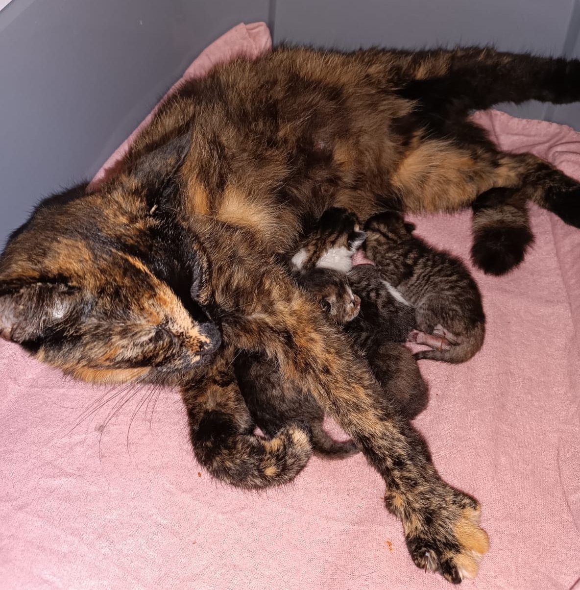 Momo mit ihren 4 Babies