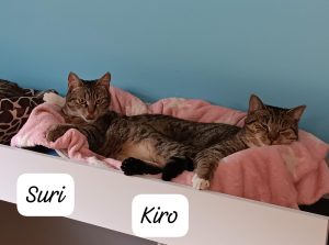 Suri & Kiro