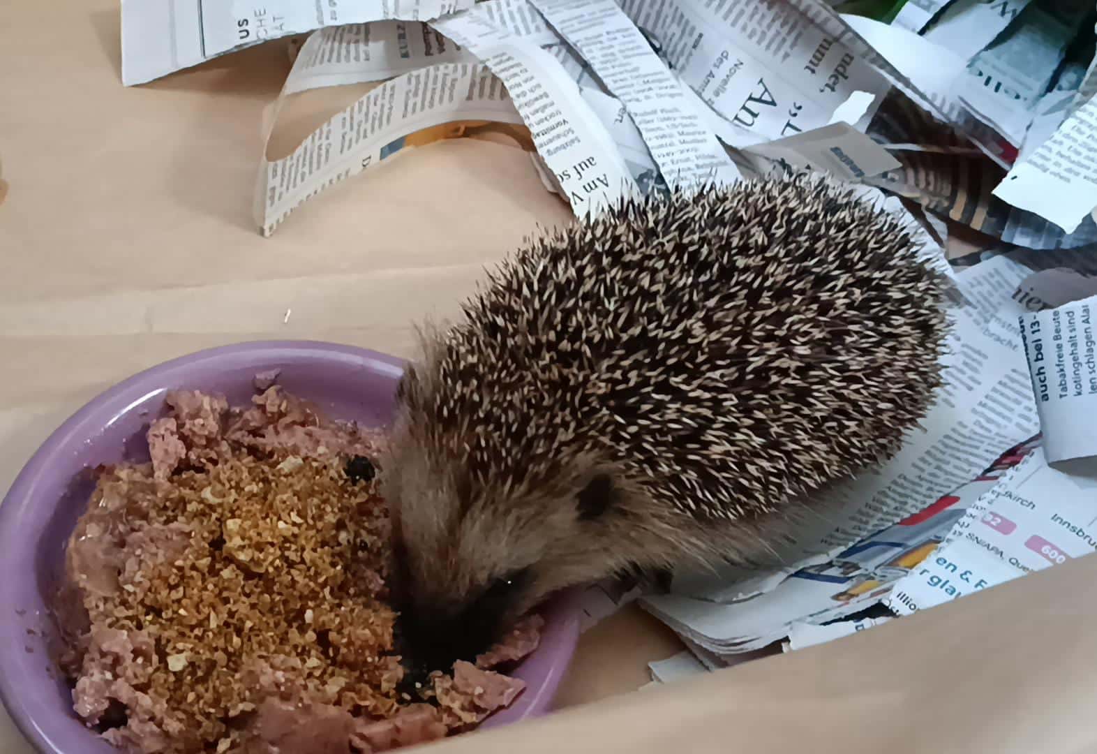 Untergewichtiger Igel