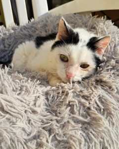 Fundkater Lotto
