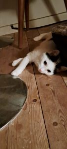 Fundkater Lotto