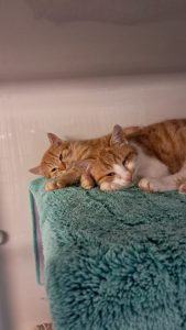 Romeo, Julius und Samson