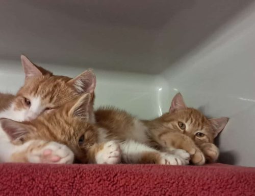 Fundkatzen Romeo, Julius und Samson
