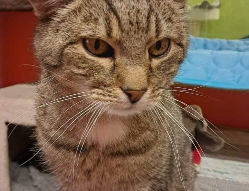 Kater Beinzi